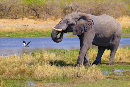 Kruger National Park, South Africa: Safari Experience